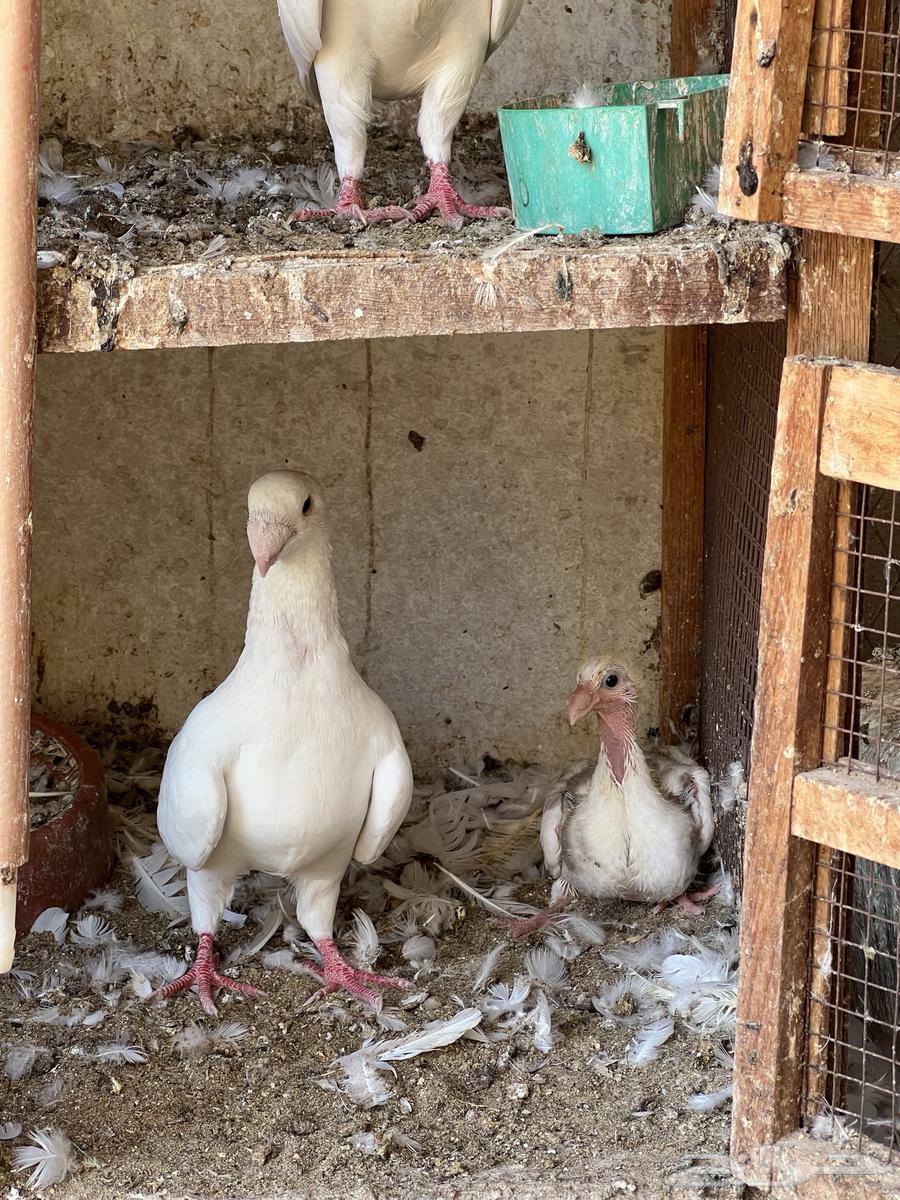 حمام ستانايت وهومر وحب رمان وهجين64382776549761112