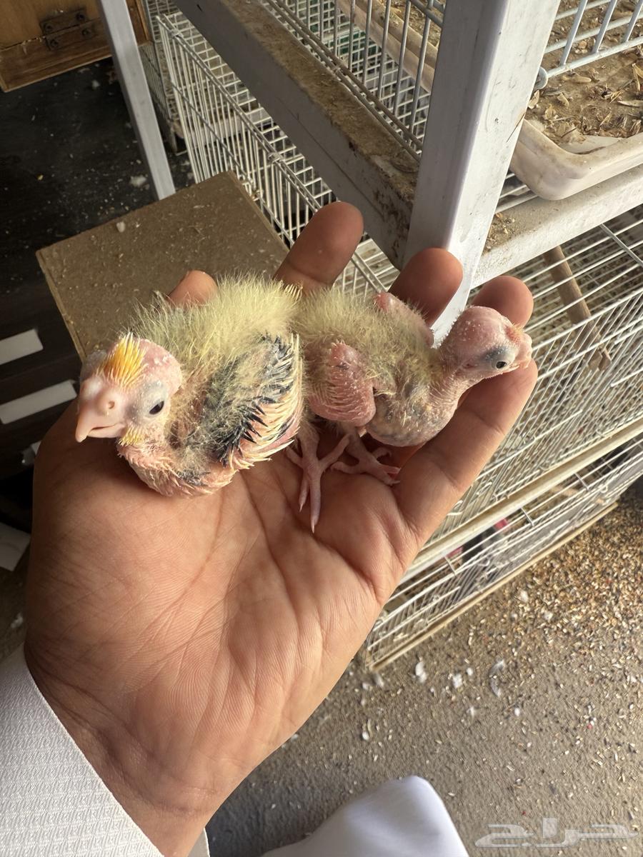 فروخ كروان تقبل الغر64383094821634112