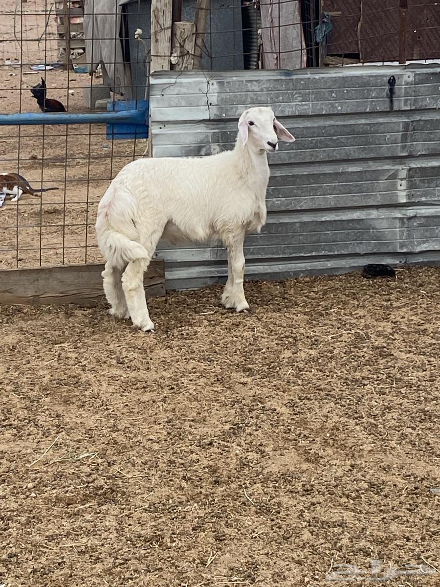 للبيع طلي64385621018115114