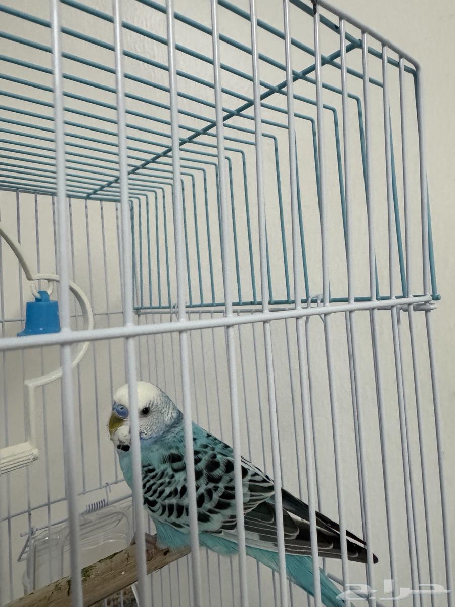 طيور الحب64384355435907113