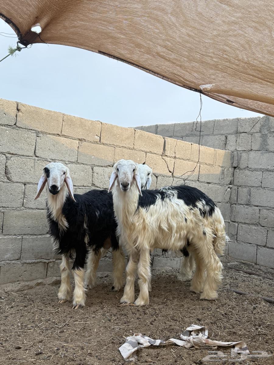 طليان نجد64387048428546110