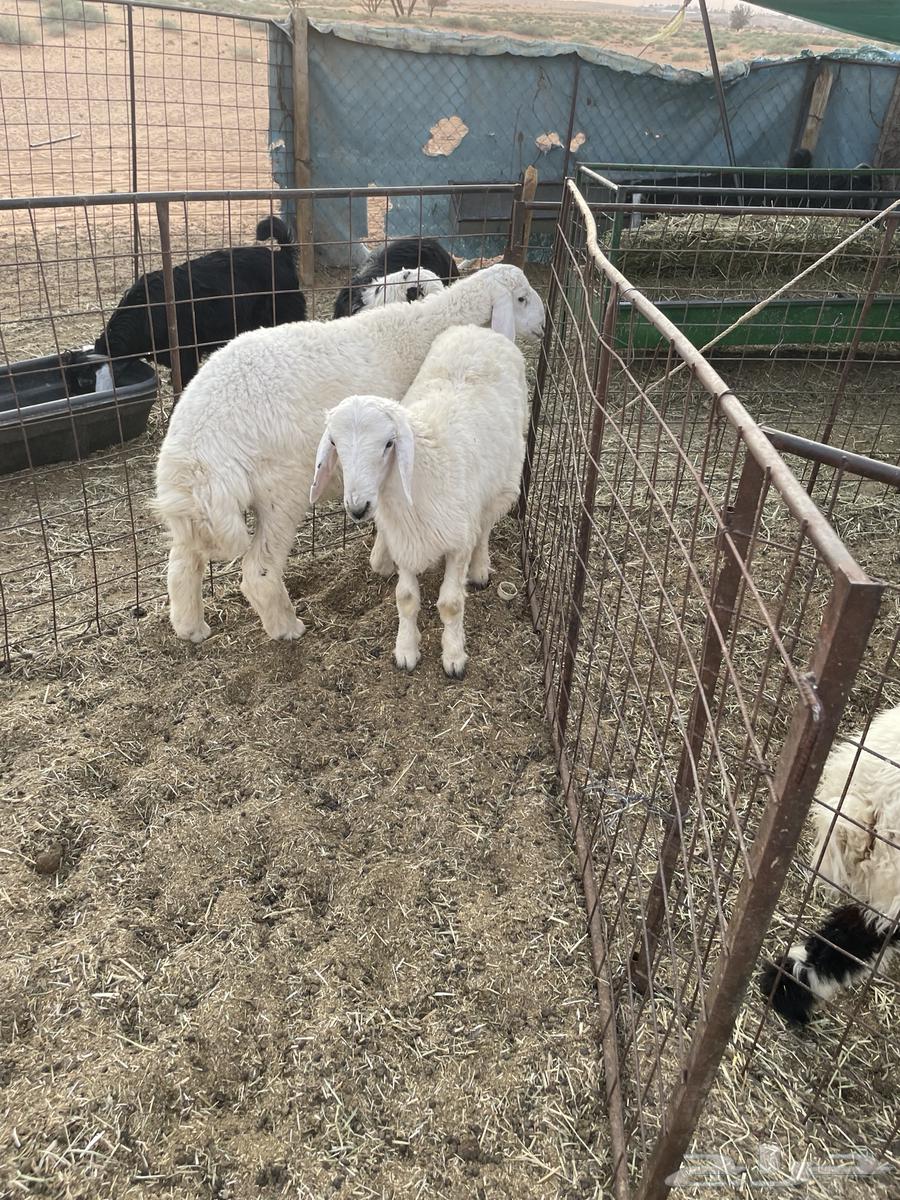 خرفان العدد 2 البيع جمله او تفريد64382459743362110