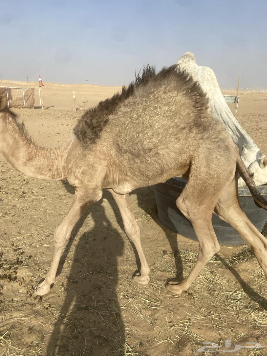 قعود لباني للبيع64387857333763113