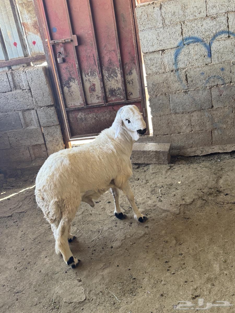 يوجد خرفان ورخال حريه بلدي علي الشرط مع السلخ والتوصيل64390249795457112