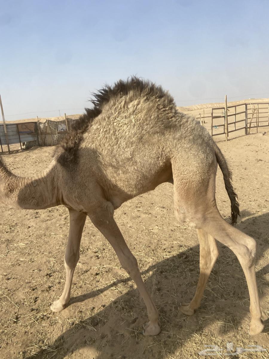 قعود لباني للبيع64387857333763112