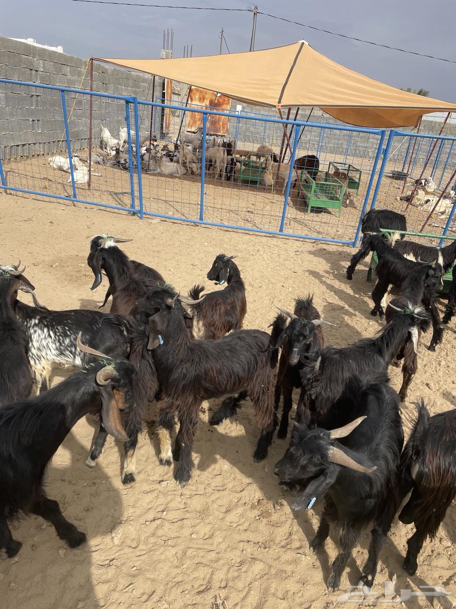 تيوس للبيع64380737501699110