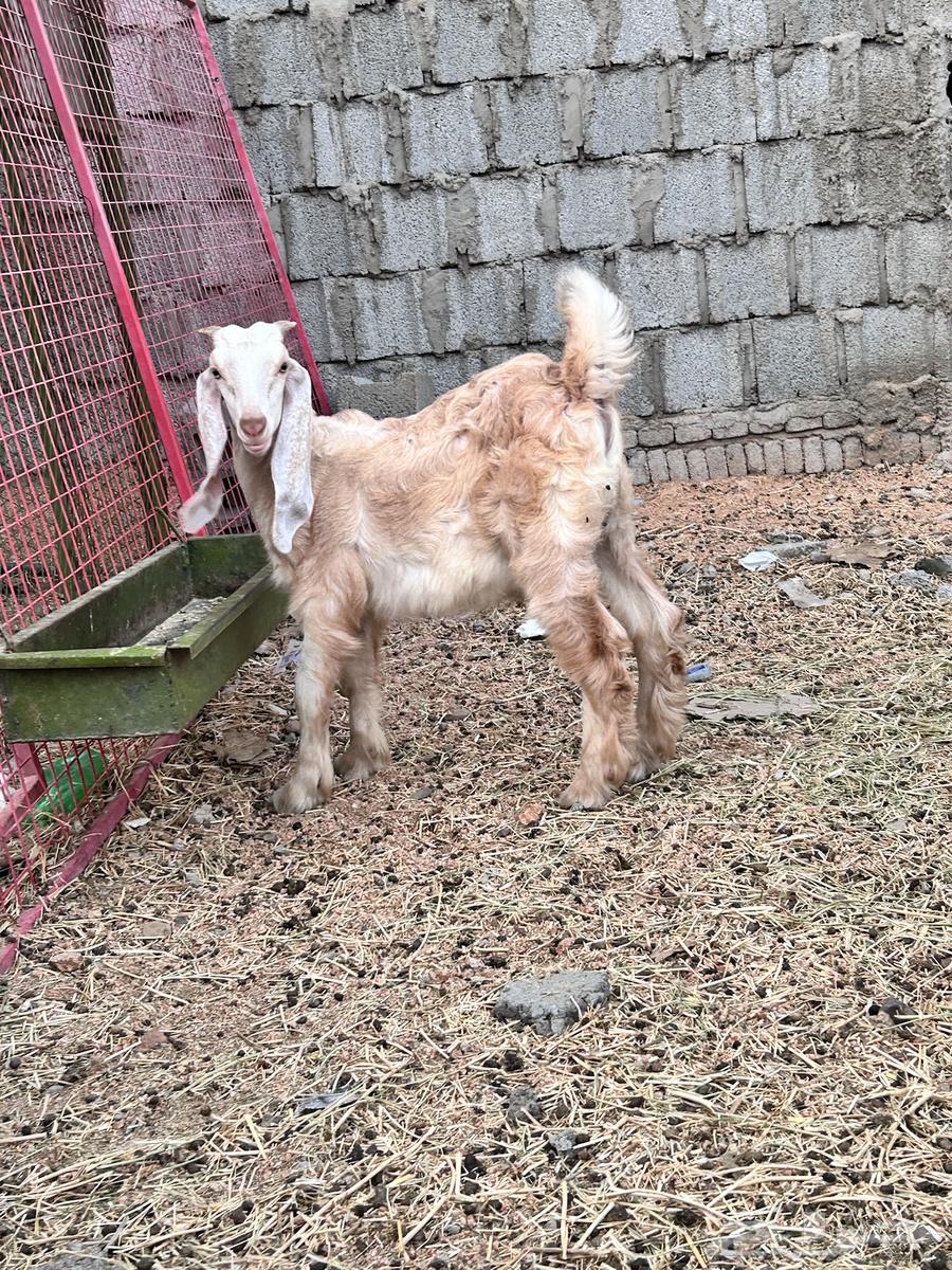 عنز عارضيه صنف ولد64383261106178110