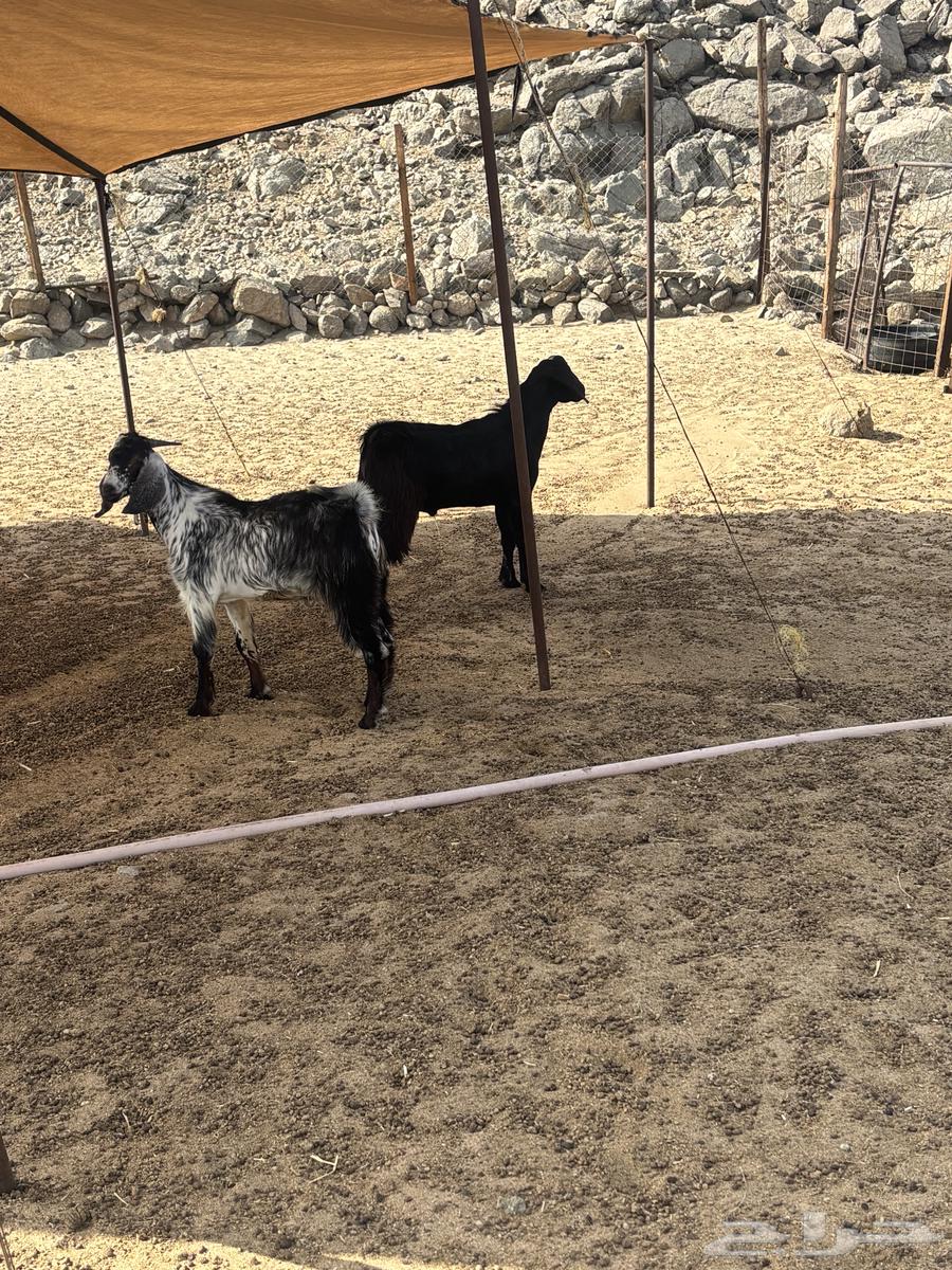 الشميسي طريق الخواجات64382362385281111