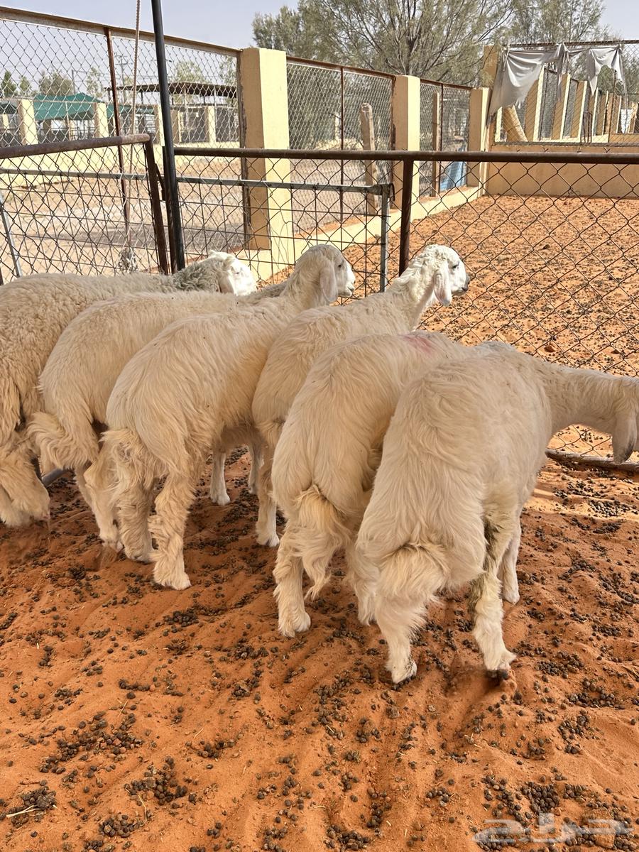 ذبايح بلدي فاخره64388134775683111