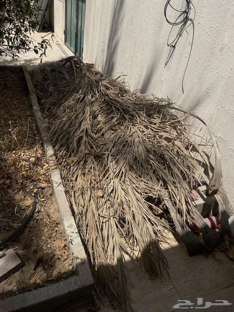 سعف للبيع يجي حملتين64382583392001110