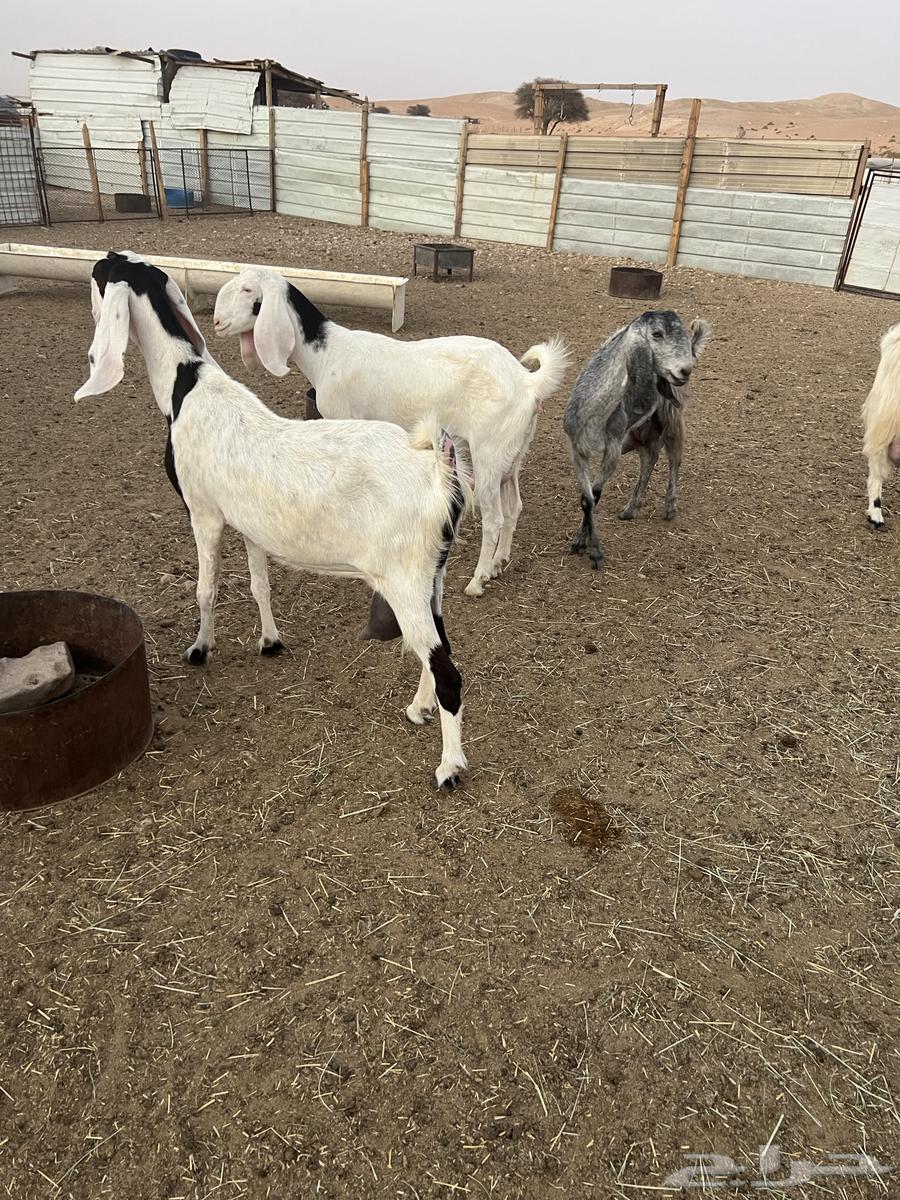 5 معزاء حليب مشاريك64389460683651110