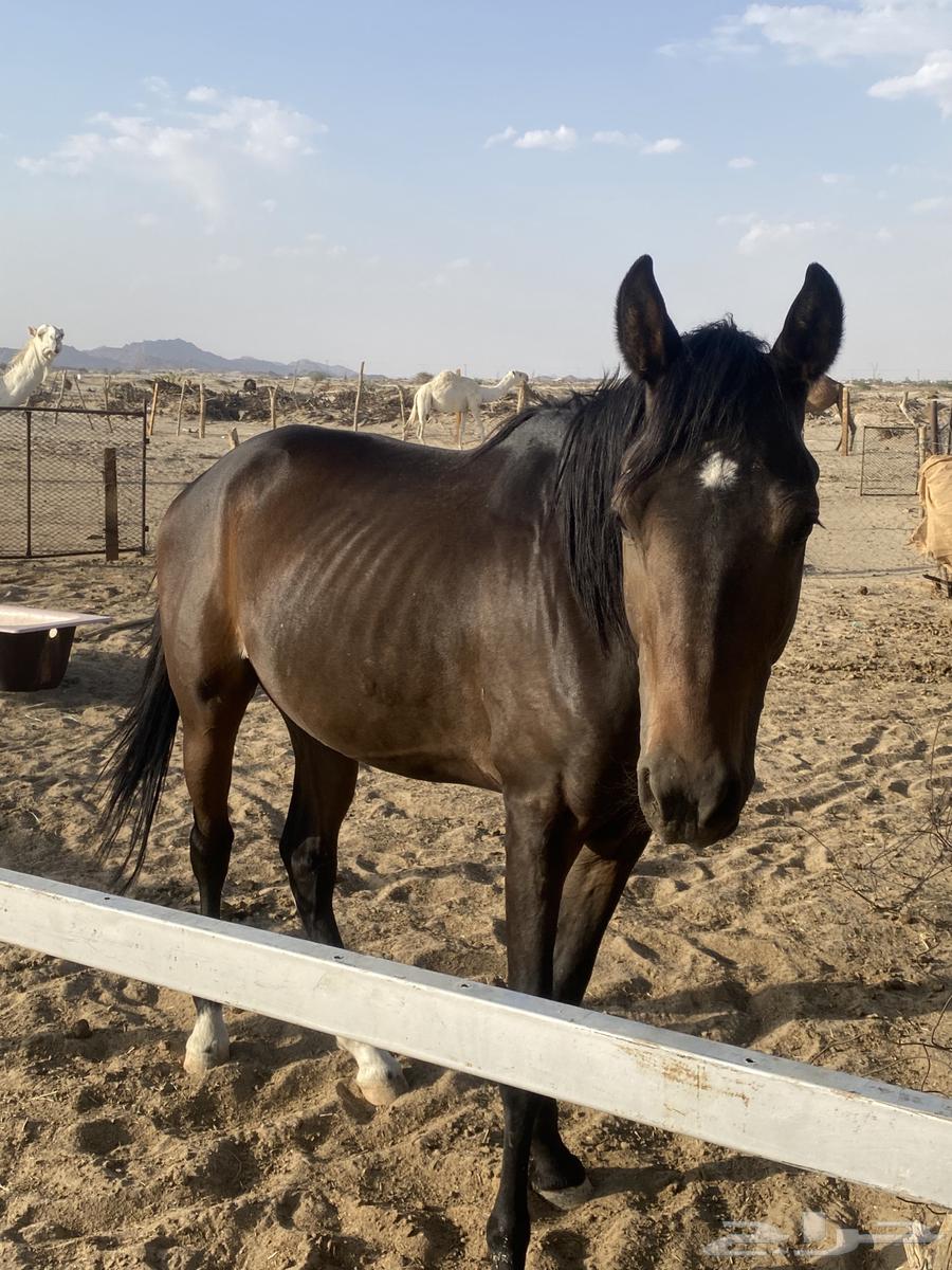 حصان للبيع64377608658563110