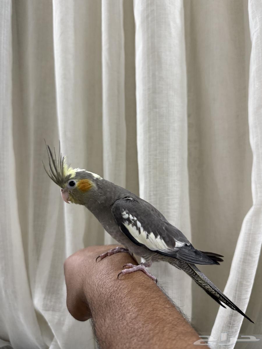 كروان للبيع64383455483521112