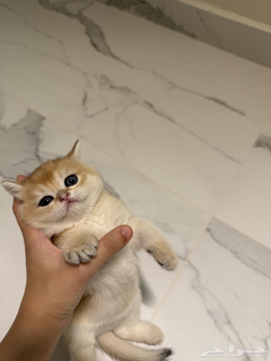 كتن قط ذكر سكوتش شورت هير للبيع64384272905985111