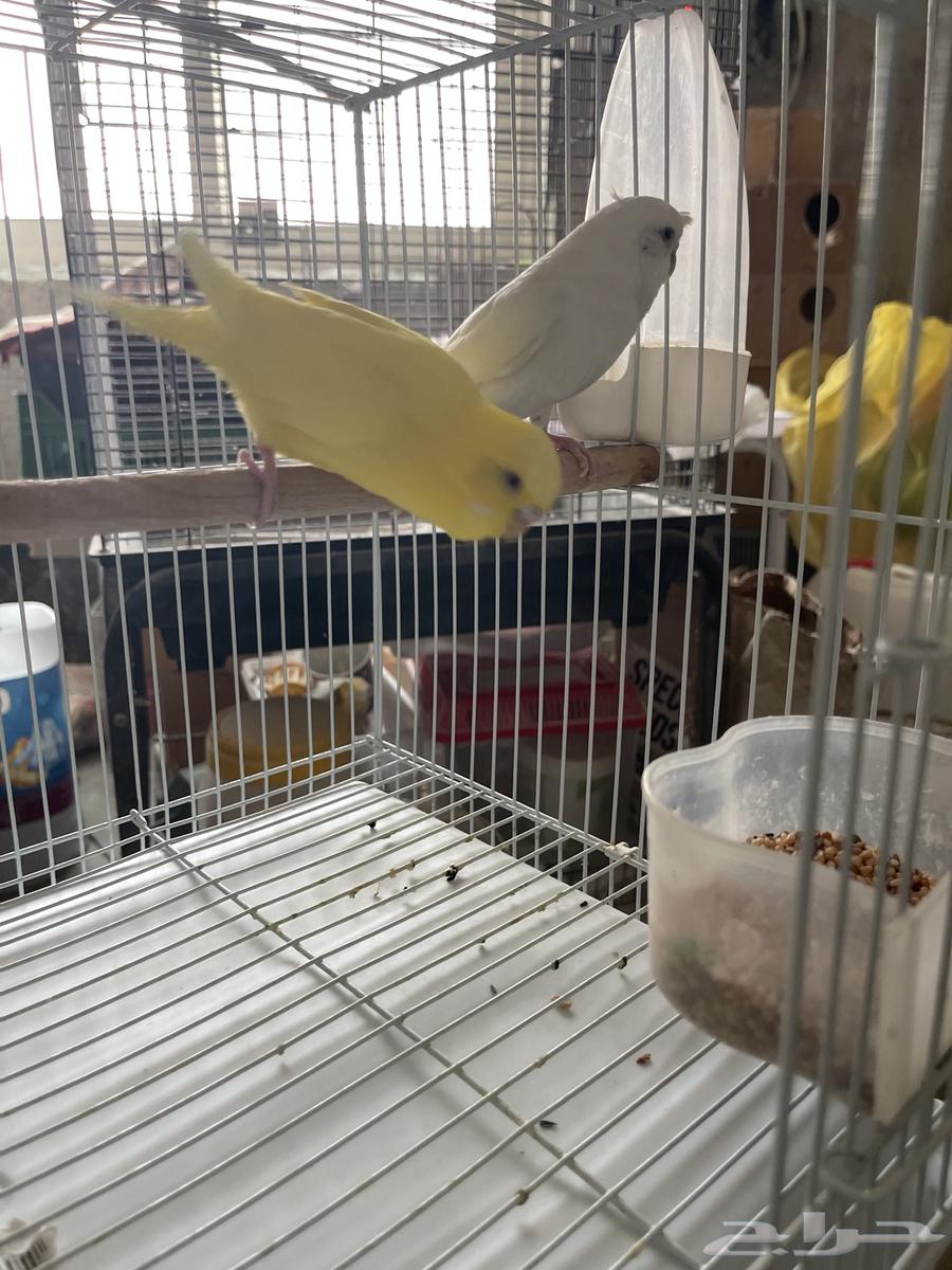 جوز بادجي البينو ولاتينو مع 3 فروخ64381370359683114