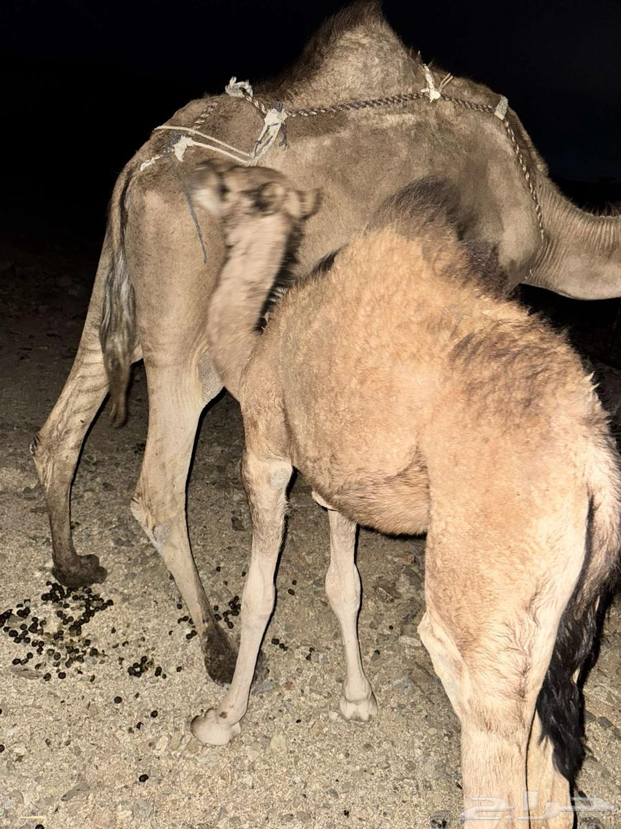 قعود للبيع64391838557441112