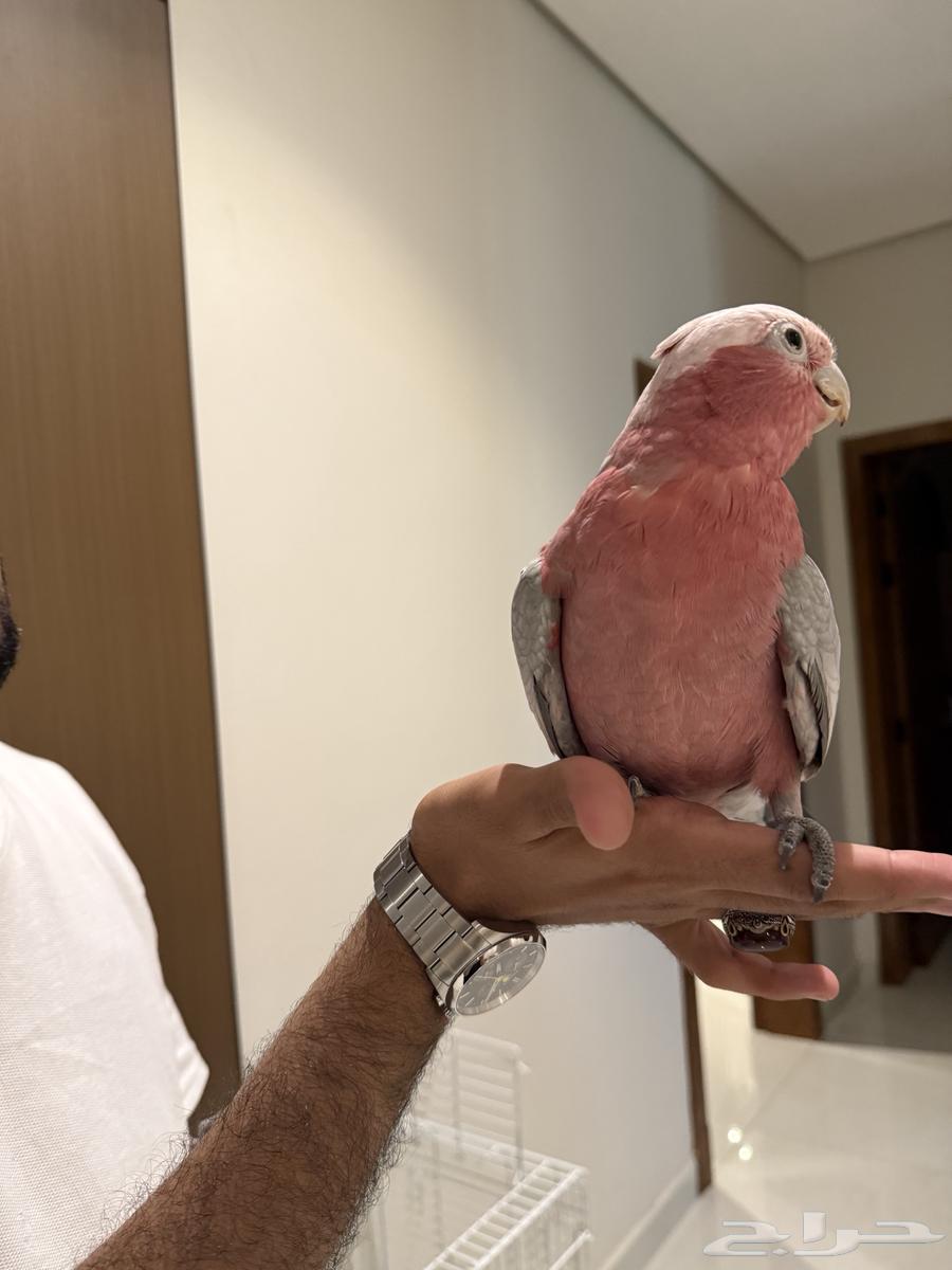 كوكاتو العمر سنه ونصف64380107411074111