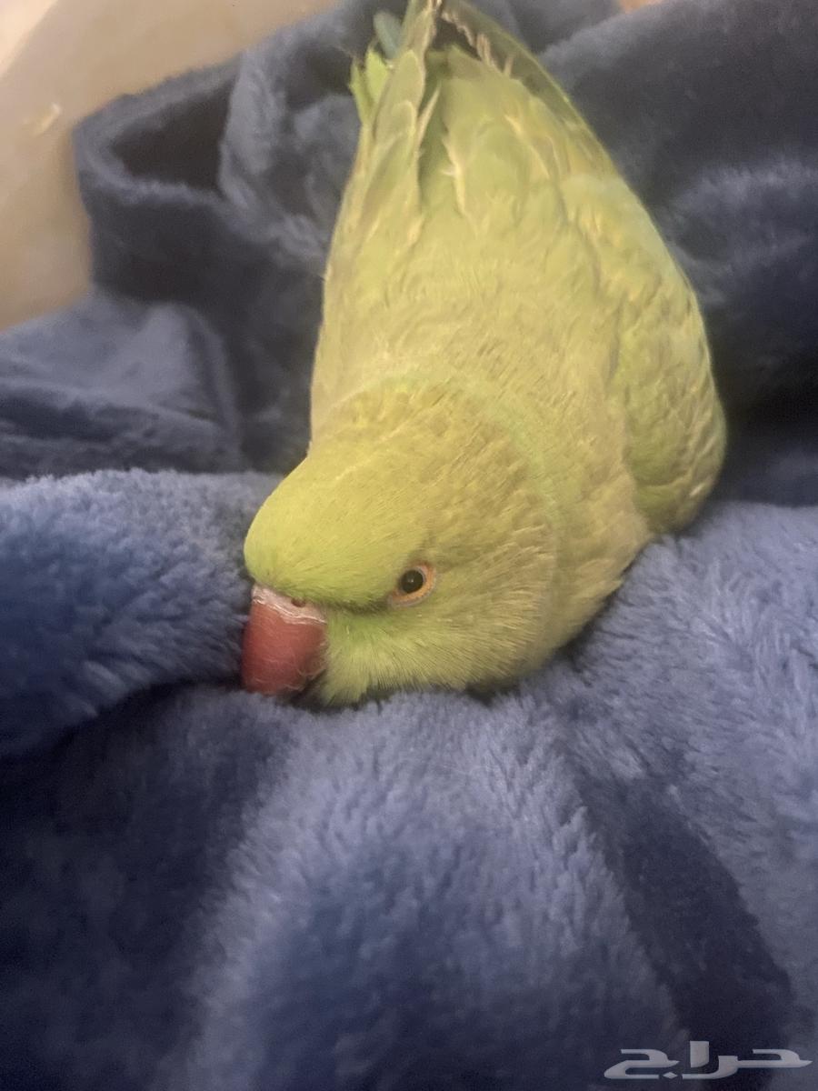 ببغاء درة هندي مليان كلام64385258201602111