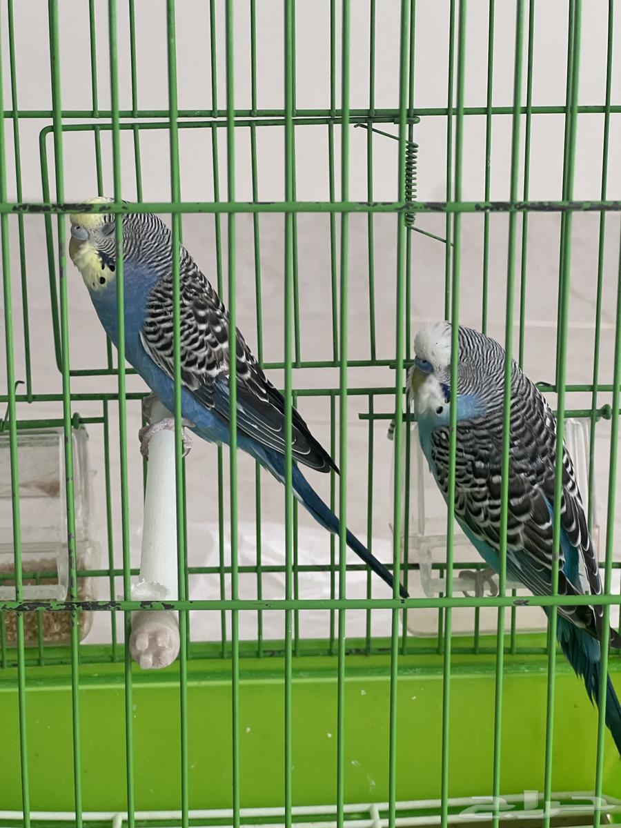 طيور زينه64383802090371112