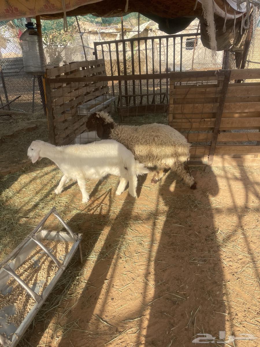 للبيع طليان طيبة نعيمي وحري64385845653378111