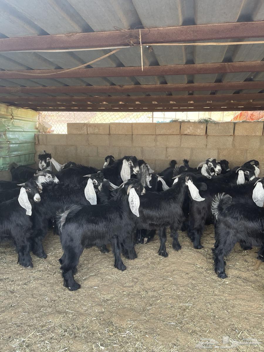 تيوس مخاصي فاخره64382114405635111