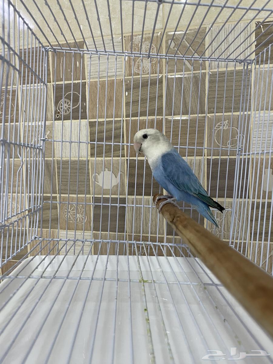 روز للبيع64385635096065113