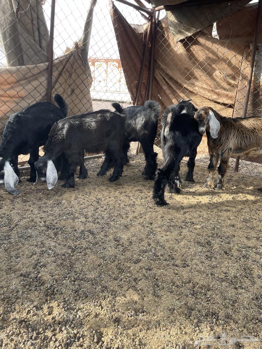 تيوس تم البيع64384092217091114