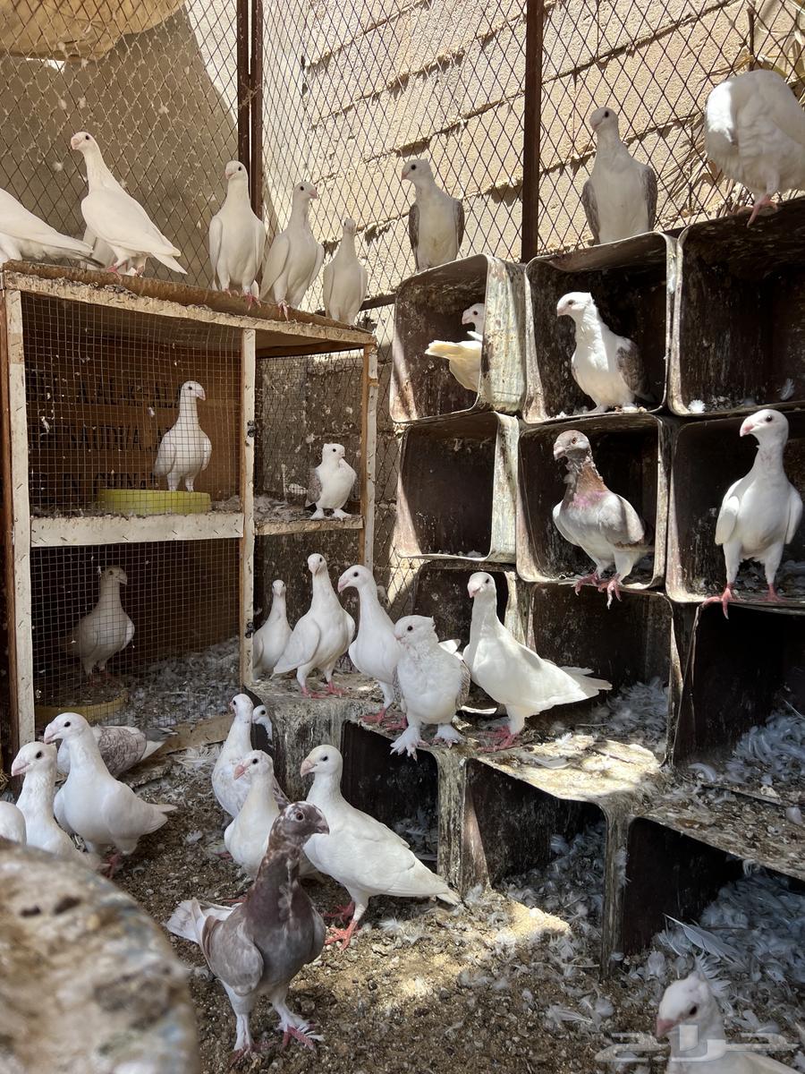 حمام ستانايت وهومر وحب رمان وهجين64382776549761113