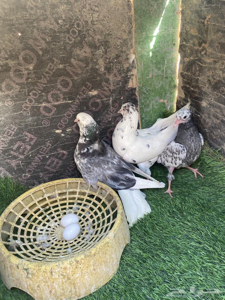 بسم الله الرحمن الرحيم اخوني حمام قطيفي للبيع أجوز انتاج64386808318467110