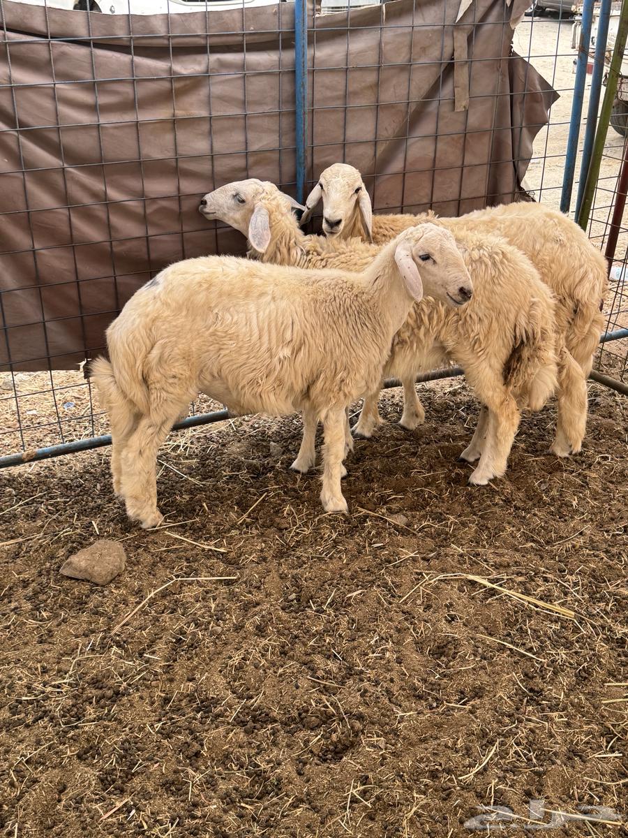 Talyan64388660993283110