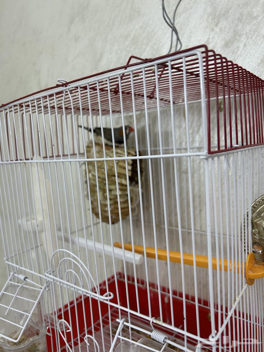 Zebra Pair64389626562049111