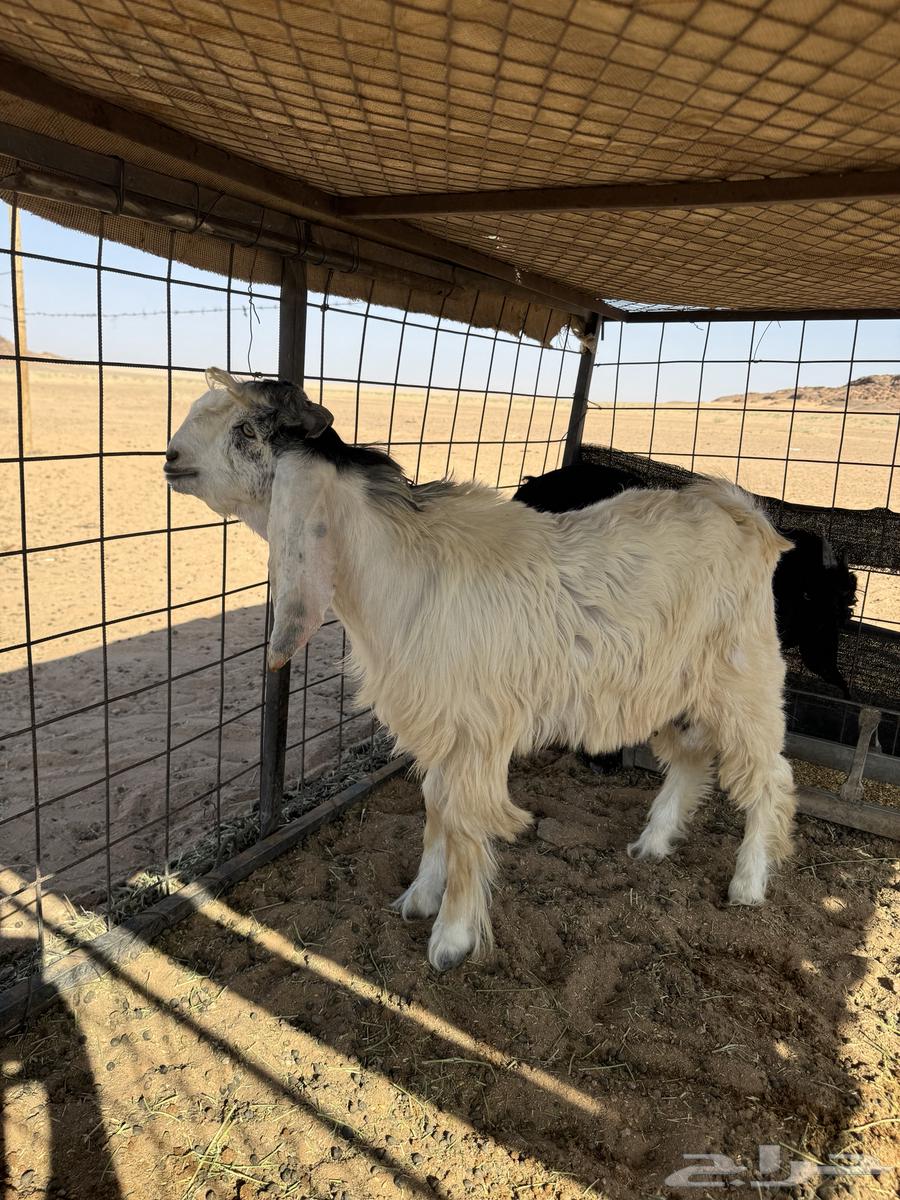 تيس صنف عمره 5 شهور64388729641089111