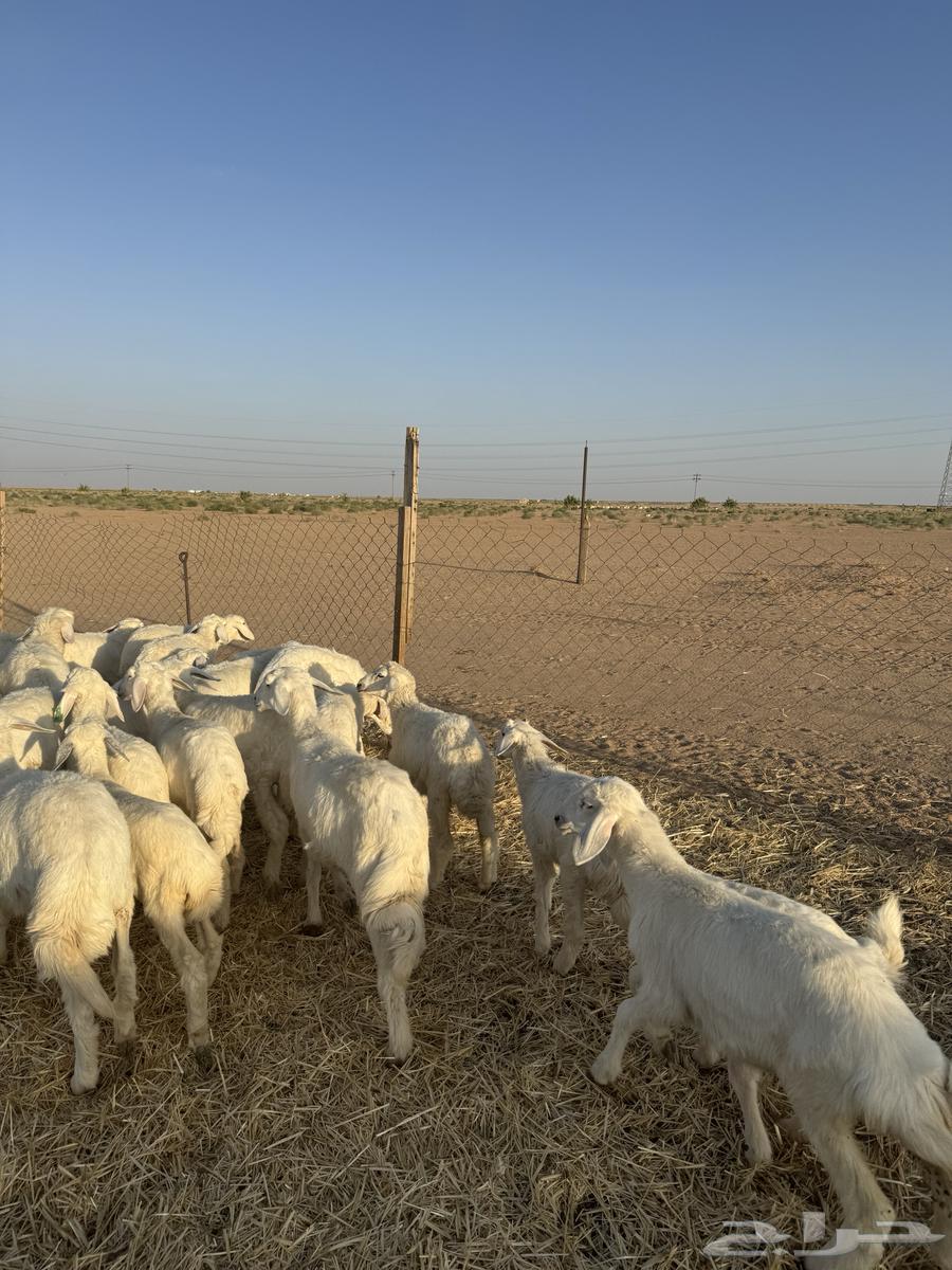 رخال صنف64390416582402111