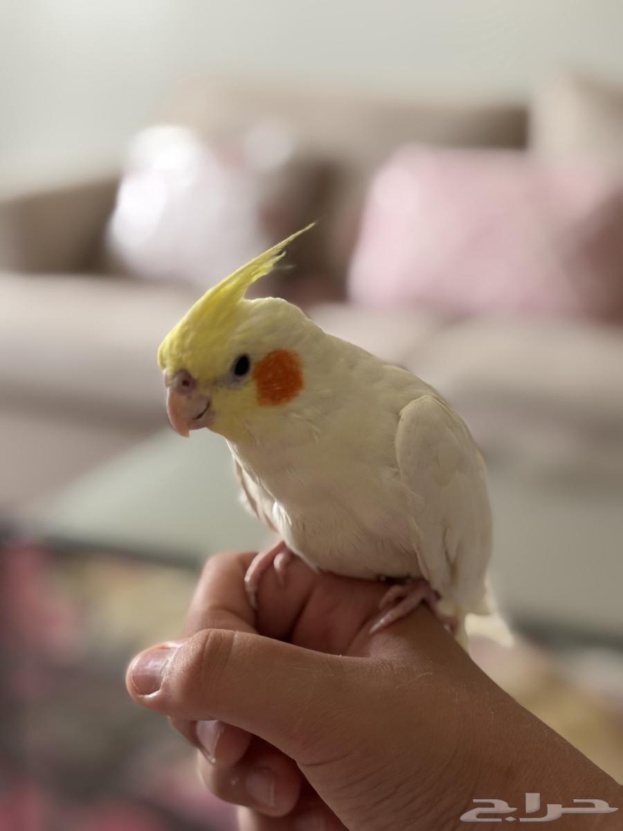 الصنف  كروان لا تينو هدد اليف64383967850498113