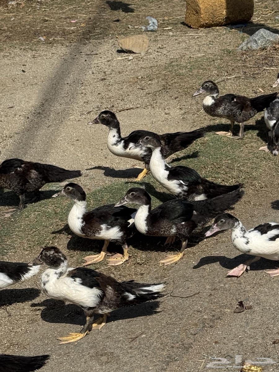 بط مصري ممتاز64381548260226110