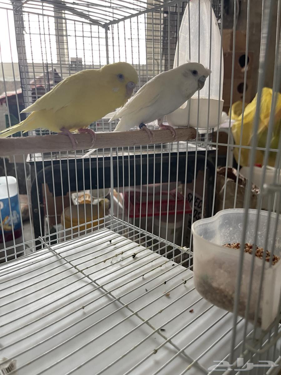 جوز بادجي البينو ولاتينو مع 3 فروخ64381370359683111