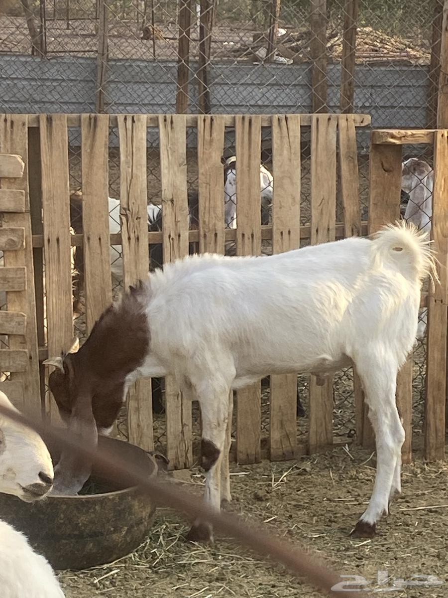 تيس للبيع64383483790466110