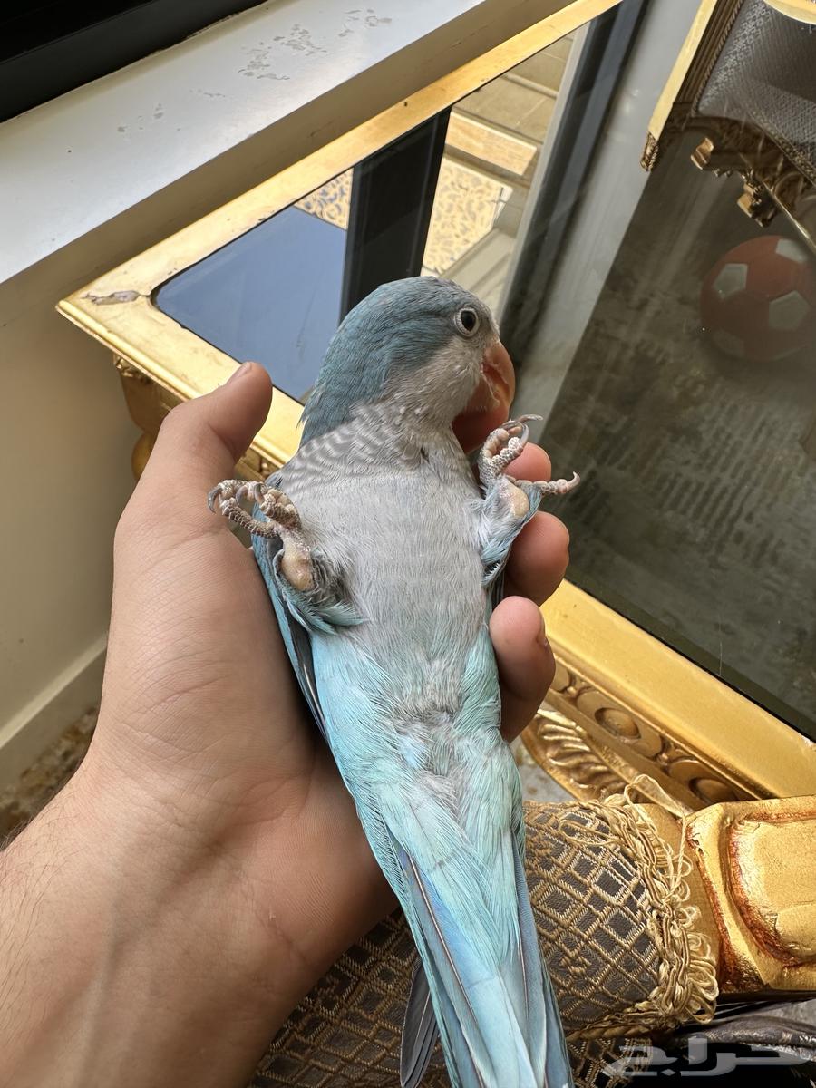 طير الكويكر اليف64381507940738114