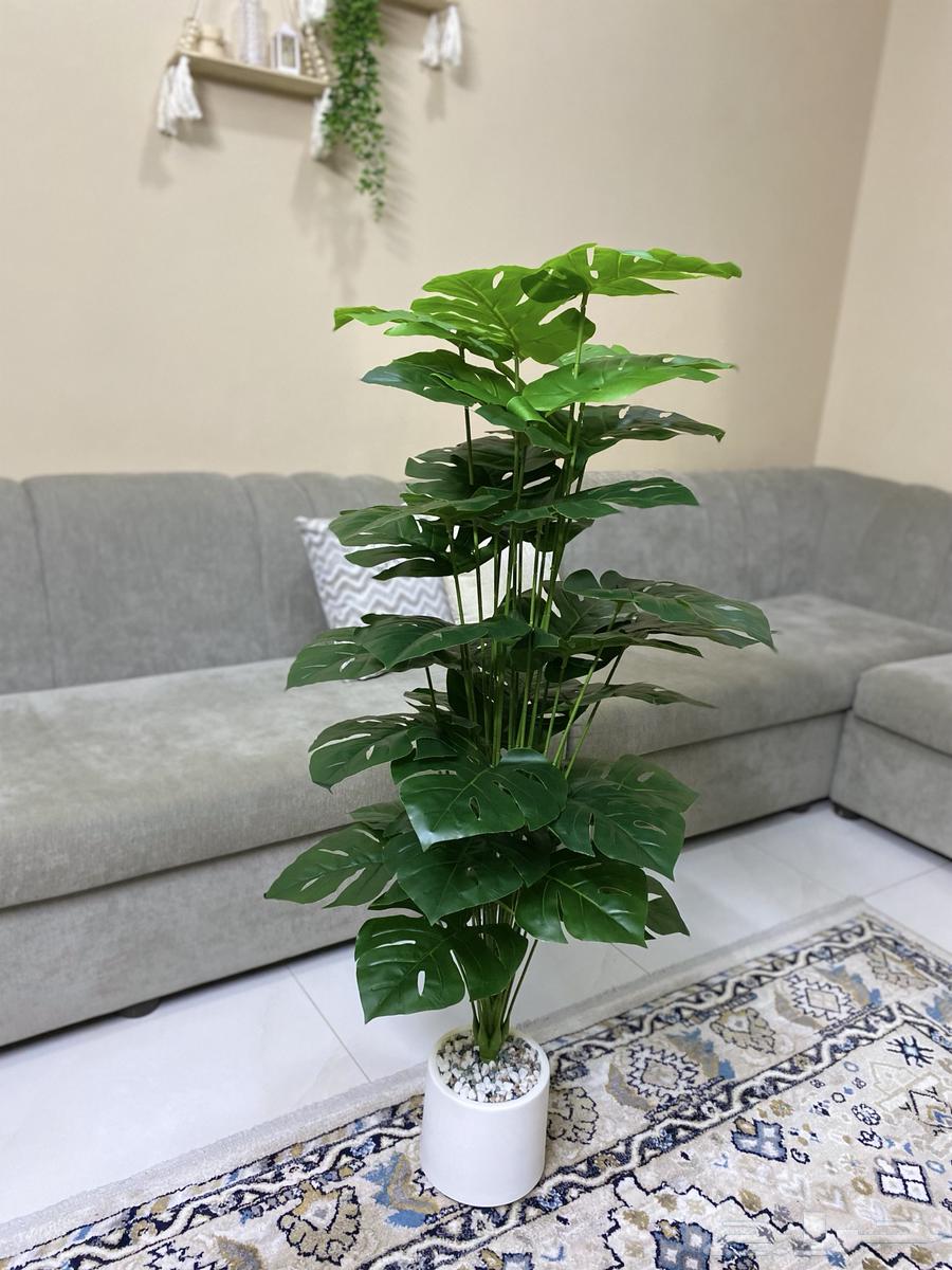 اشجار للزينة جديدة64378193651201111