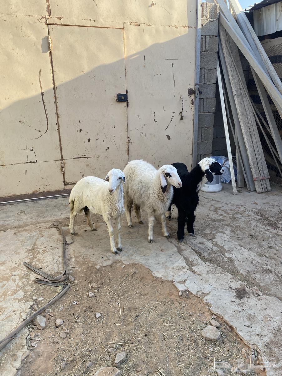 رخال حري مع هجين64380075508226110