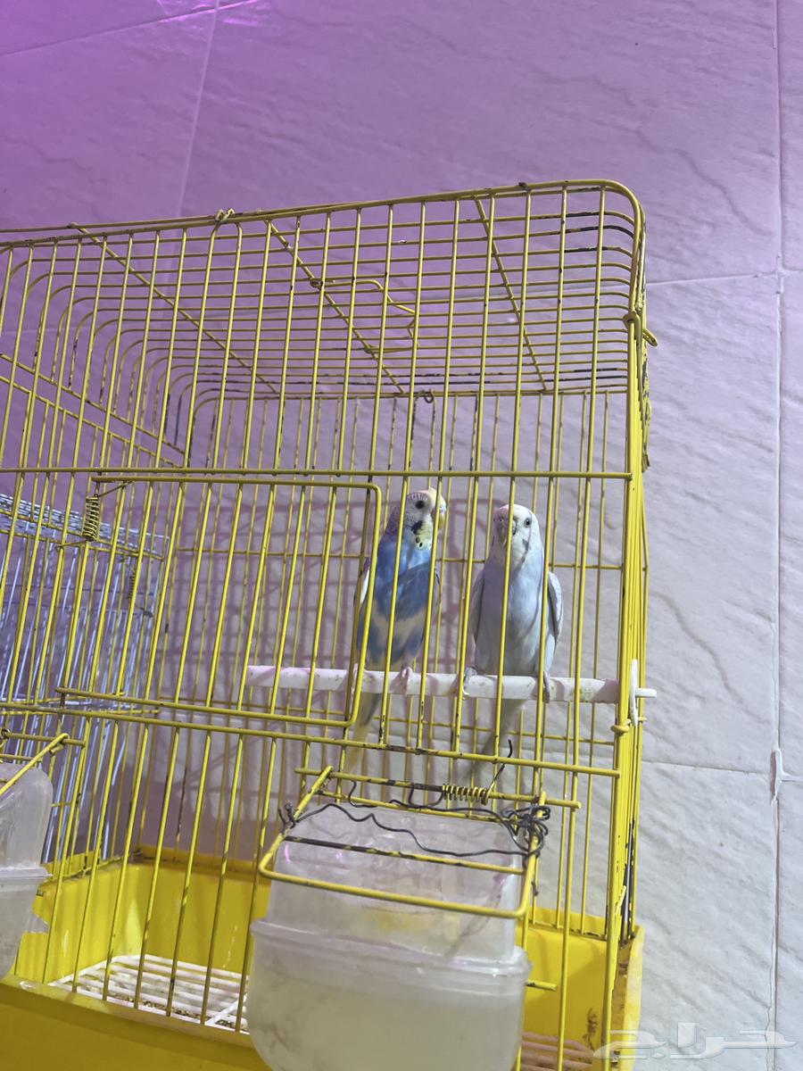 للبيع جوزين64386993062657111