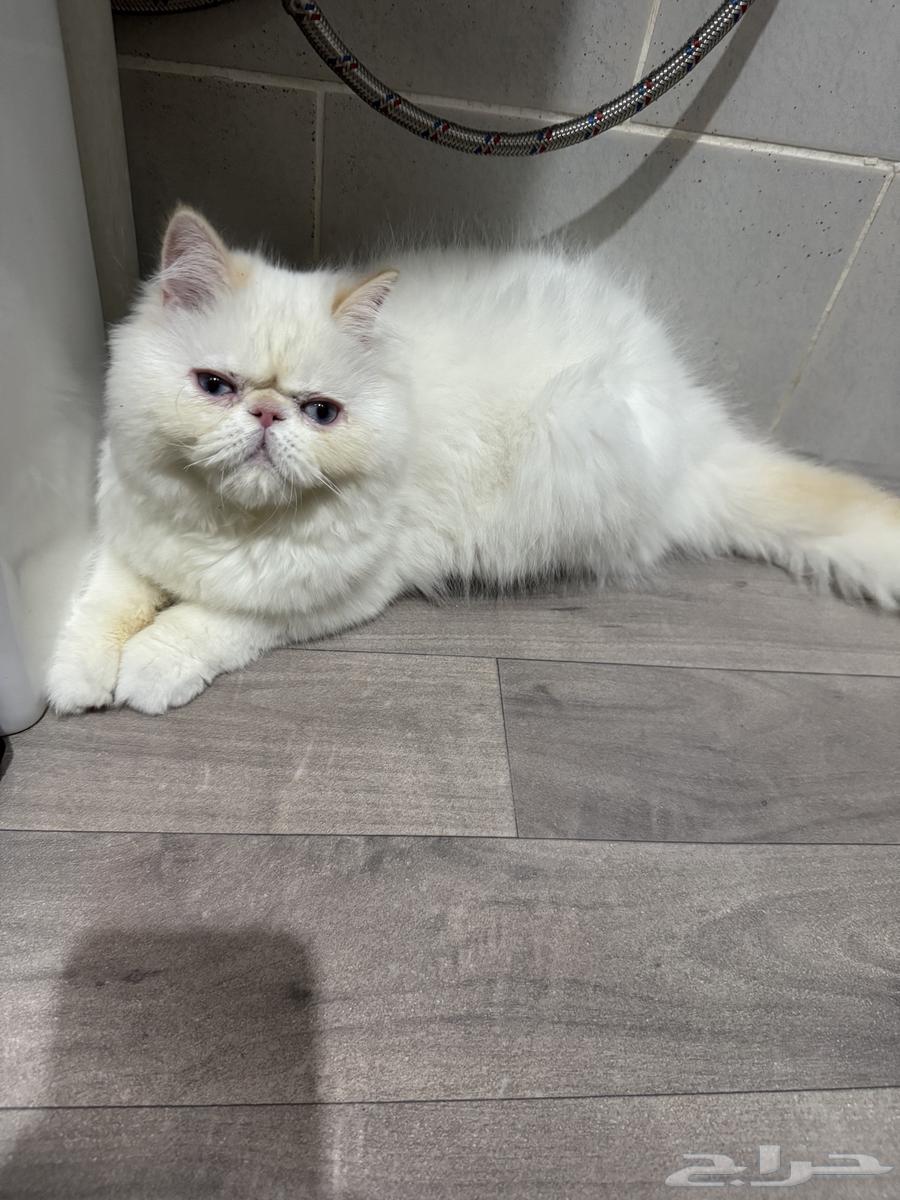 قط بيكي فيس للبيع64381684875905114