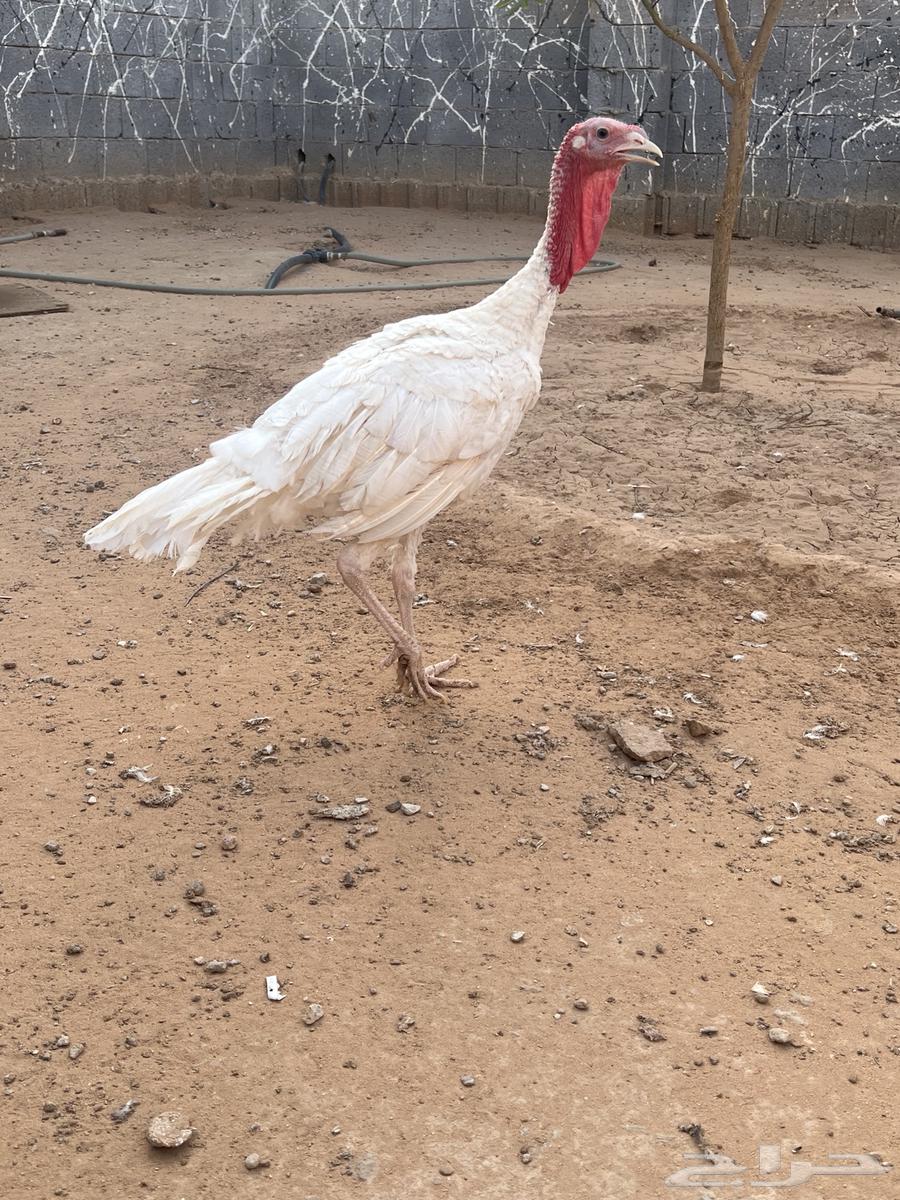 ديك رومي ابيض64390898139010110