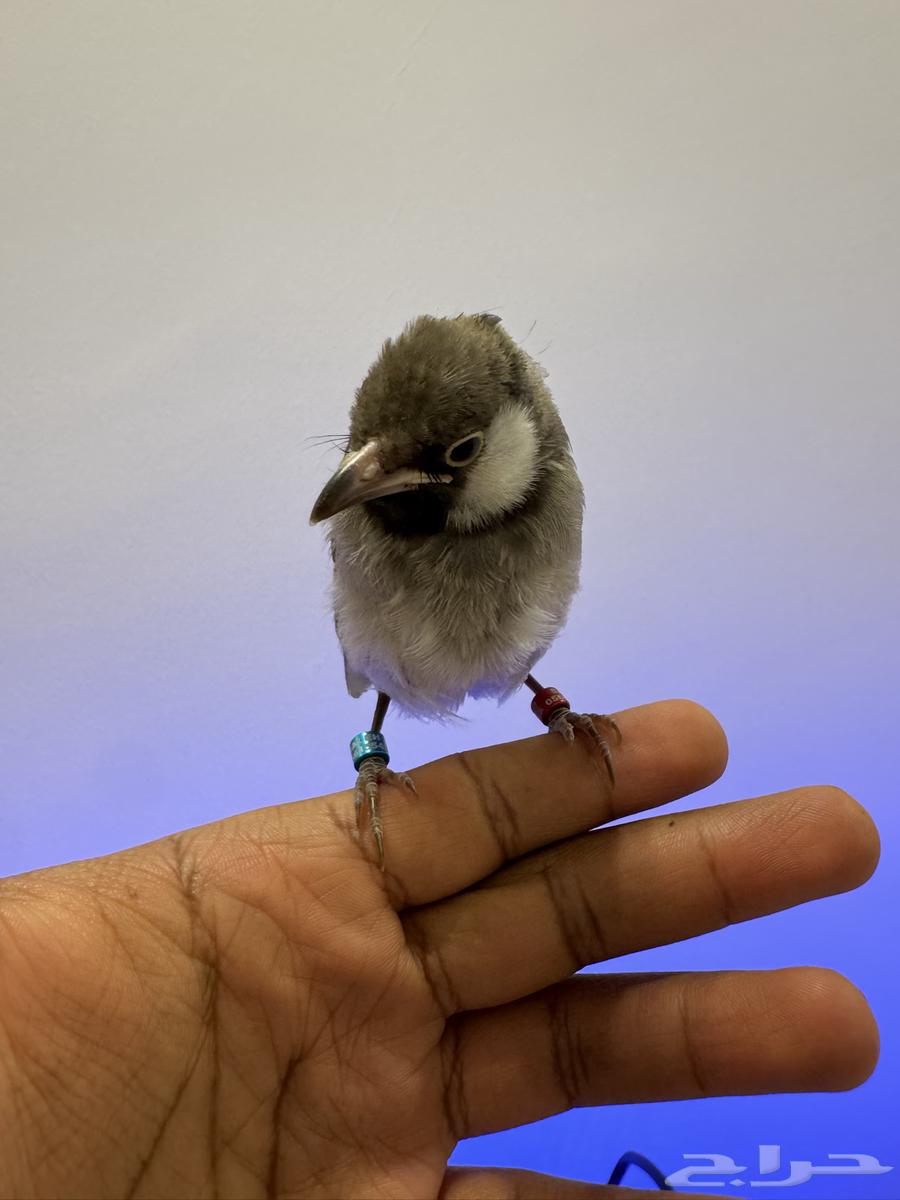 للبيع فرخ بلبل حساوي64377637670274110