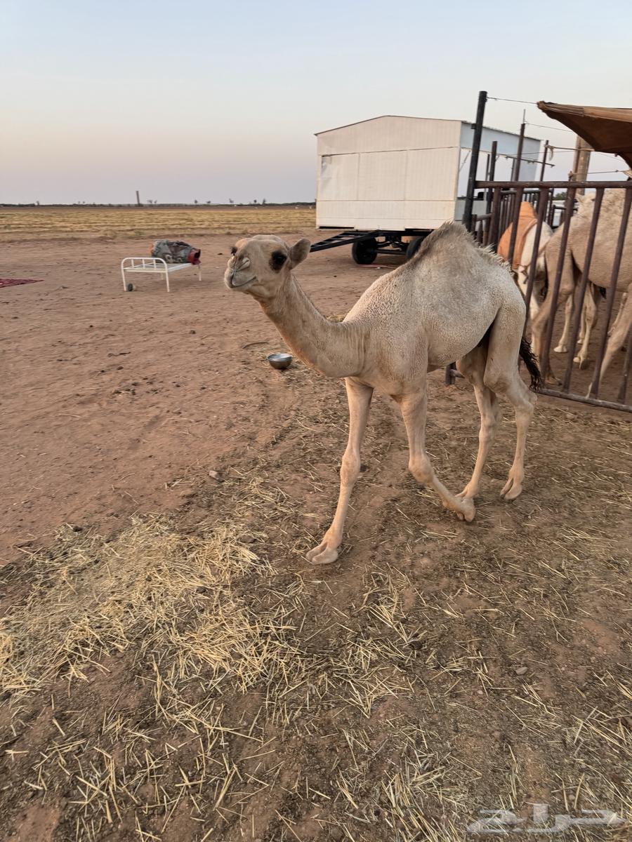 حوار يرضع امه للبيع64387550654081110