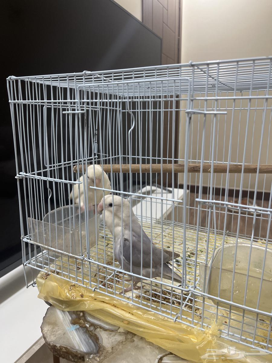 روز للبيع أنثى وذكر64377226243715110