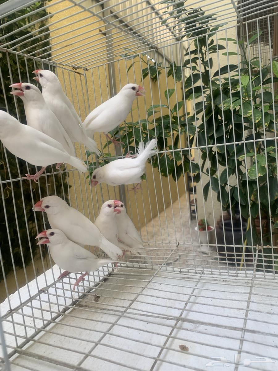 Java Finch White64383994984707112