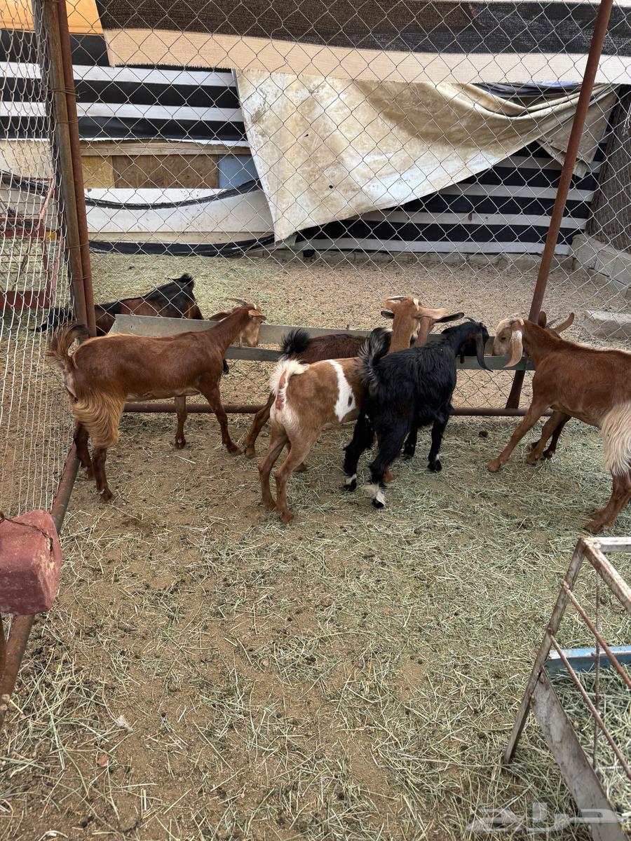 عنقان ذبايح او تربيه64384396565762113