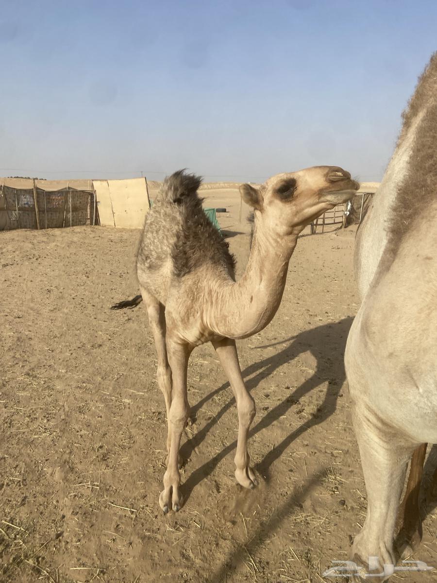 قعود لباني للبيع64387857333763114