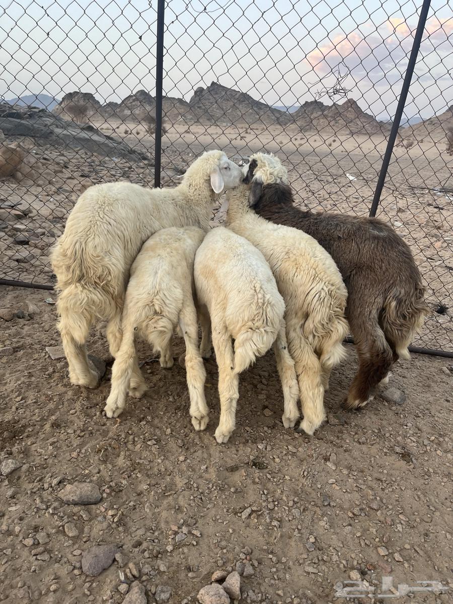 طليان حريه64388259628417112